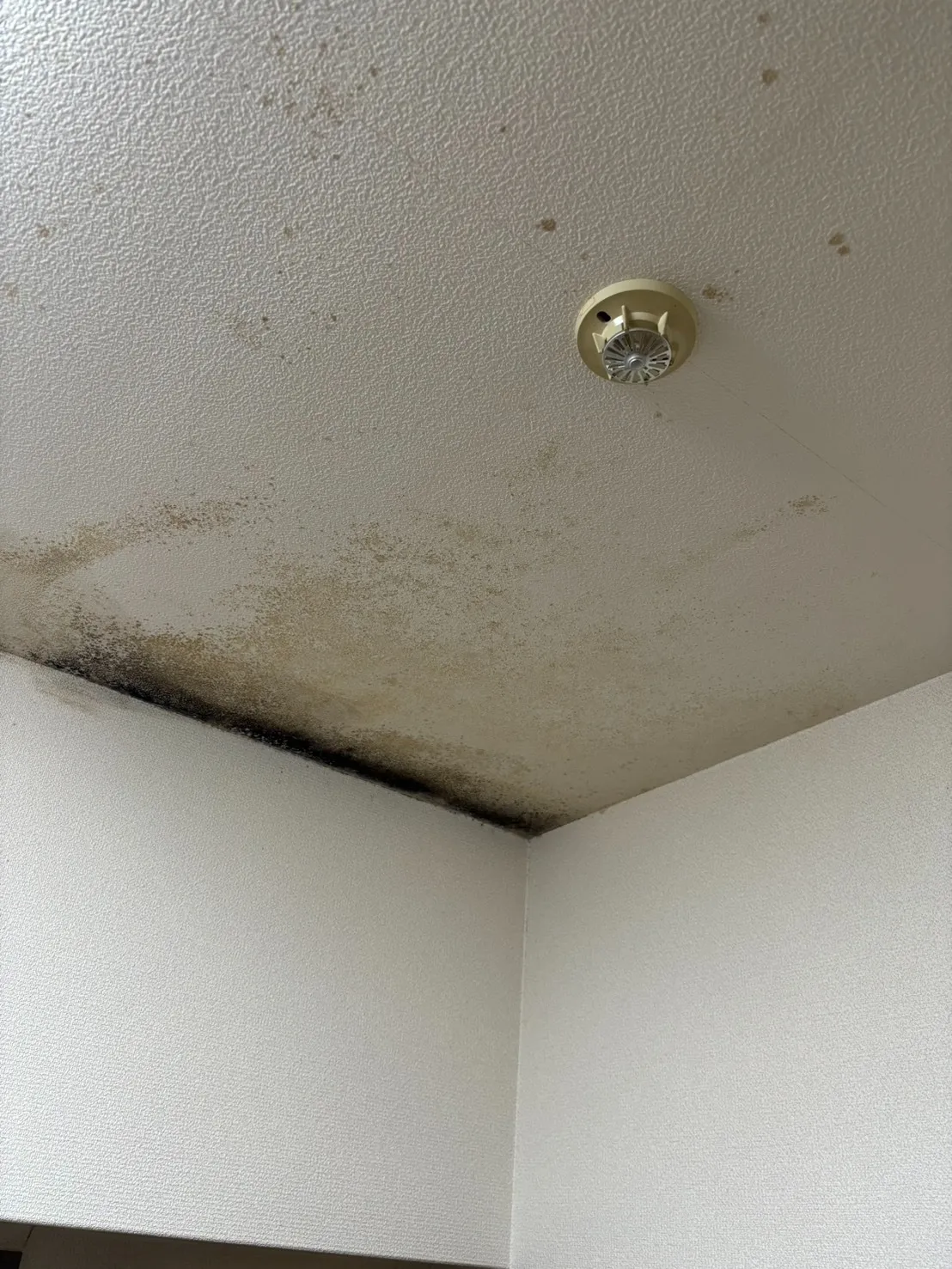 マンションのカビ取り